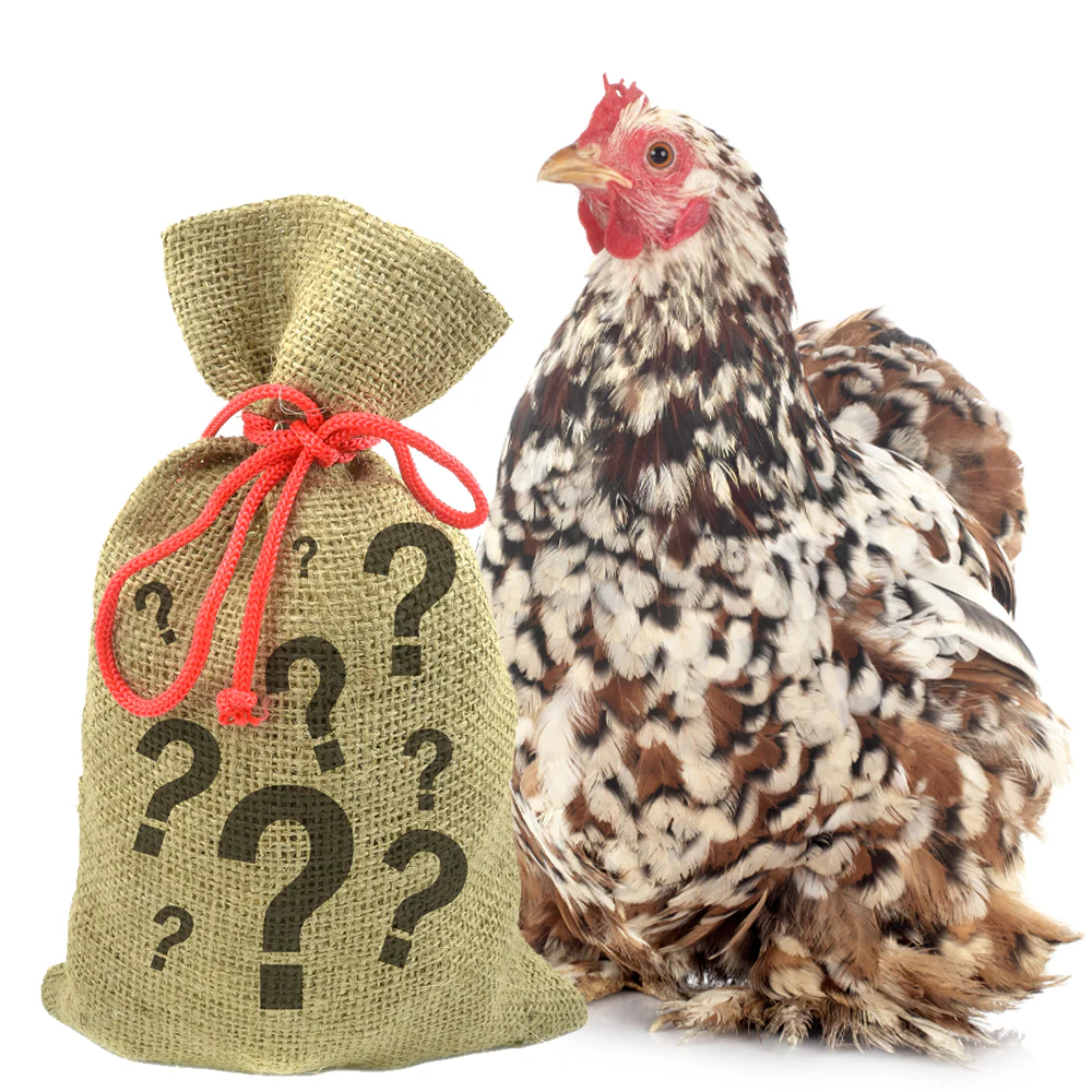 Flock Supplies on Sale